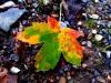 Autumn Leave