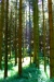 Wald-Licht