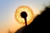 Pusteblume