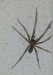 Hausspinne