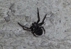 Hausspinne